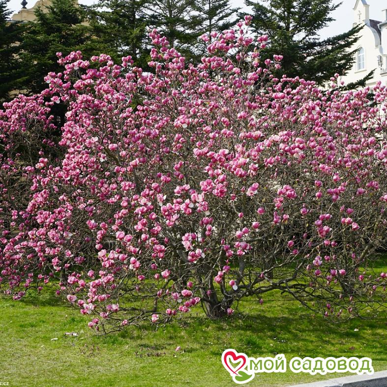 Магнолия суланжа Рустика Рубра