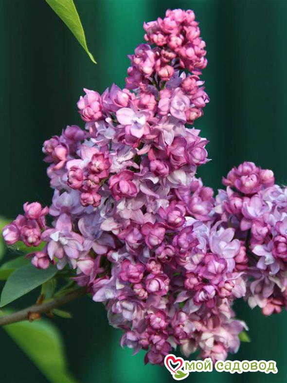 Сирень "Эмиль Лемуан" (Emile Lemoine)