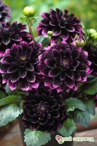 Георгин Лаванда Лейс